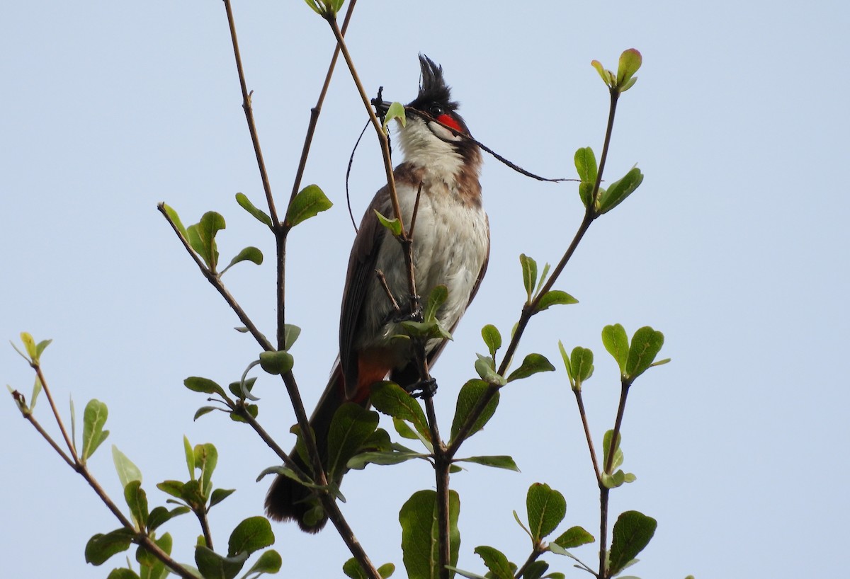 Red-whiskered Bulbul - ML641297959