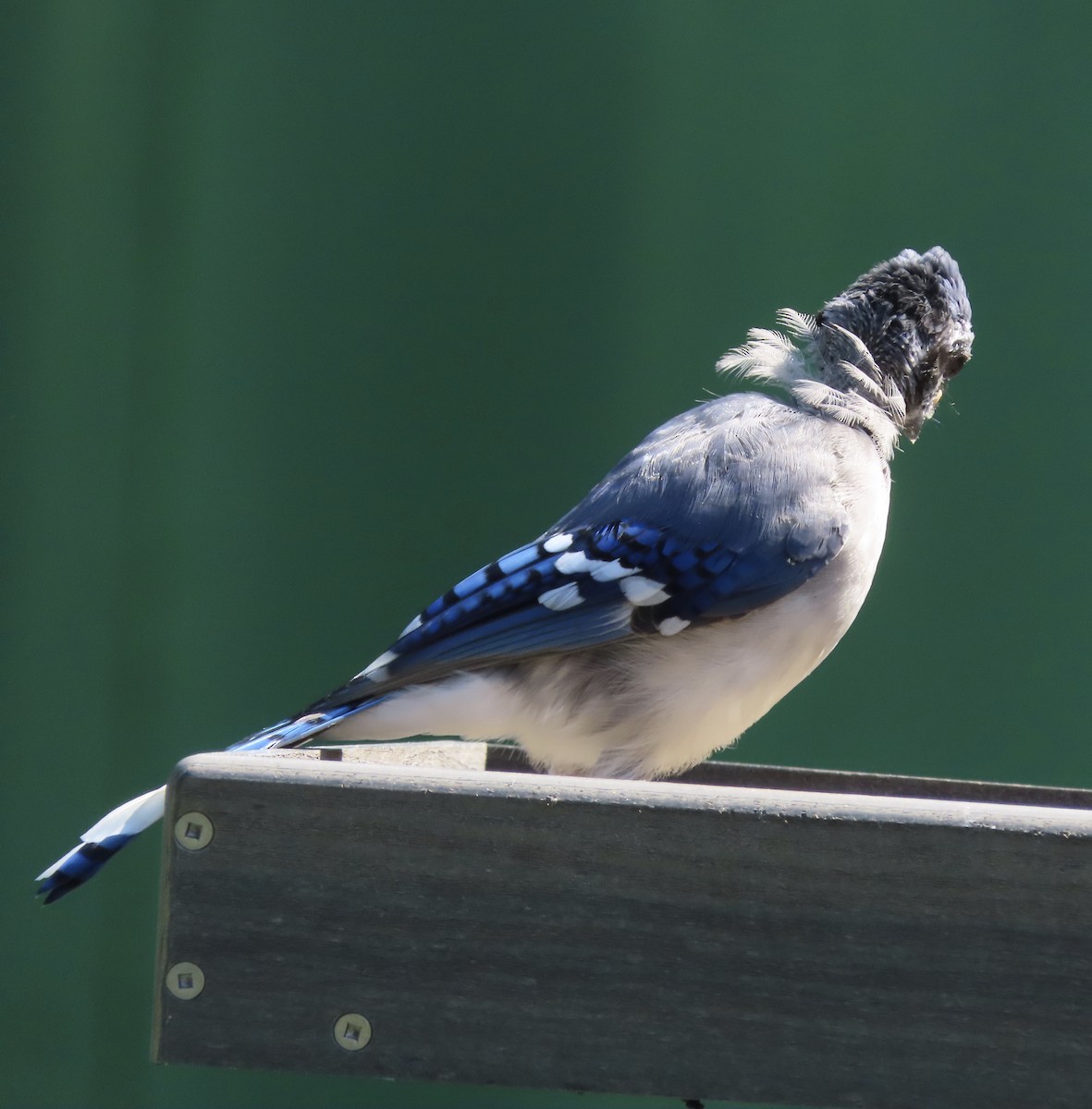 Blue Jay - ML641297981