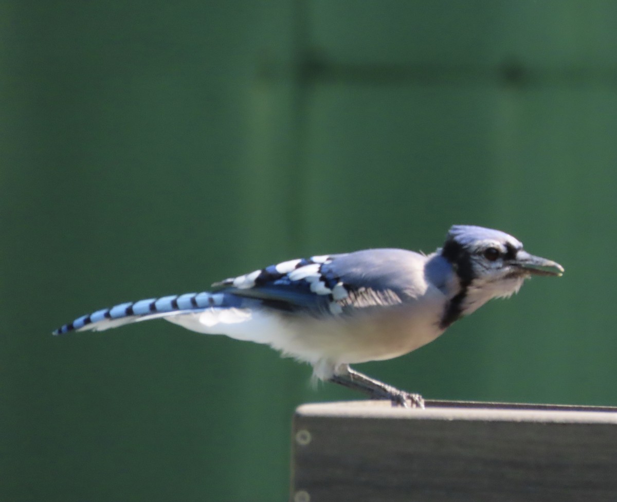 Blue Jay - ML641297982