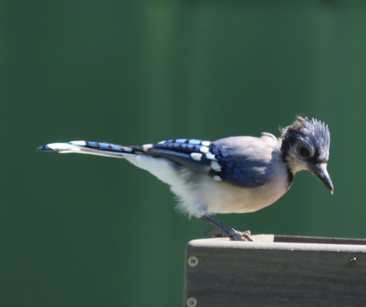 Blue Jay - ML641297983