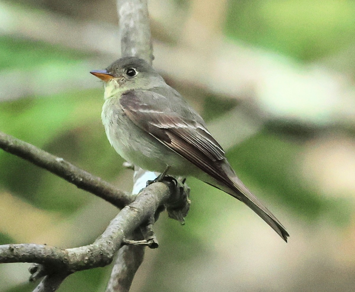 Eastern Wood-Pewee - ML641297986