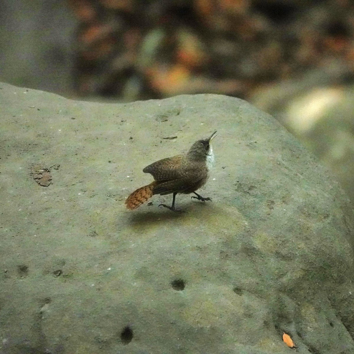 Canyon Wren - ML641297998