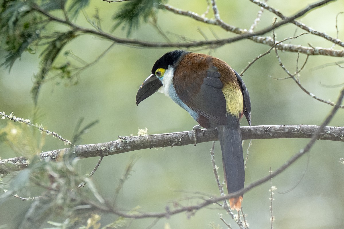 Black-billed Mountain-Toucan - ML641298035