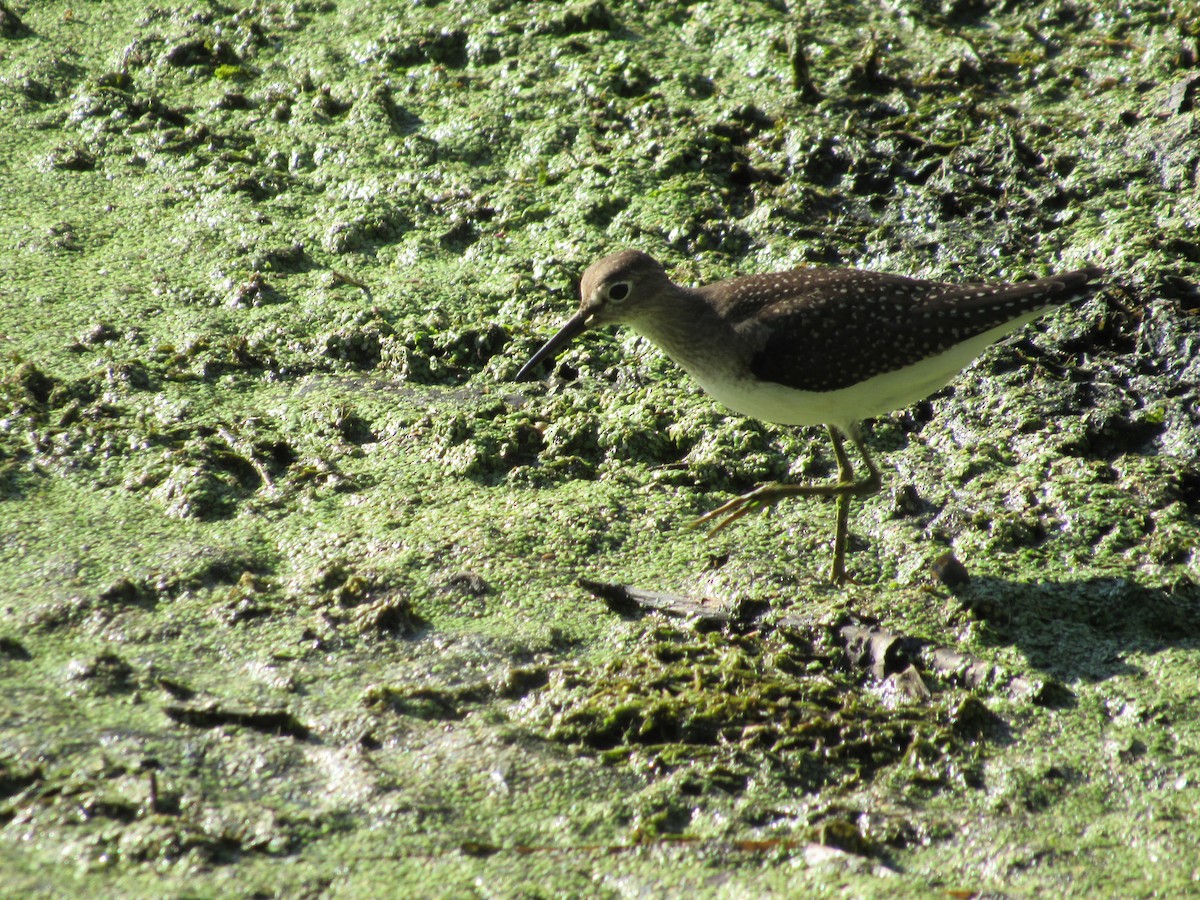 Solitary Sandpiper - ML641298036