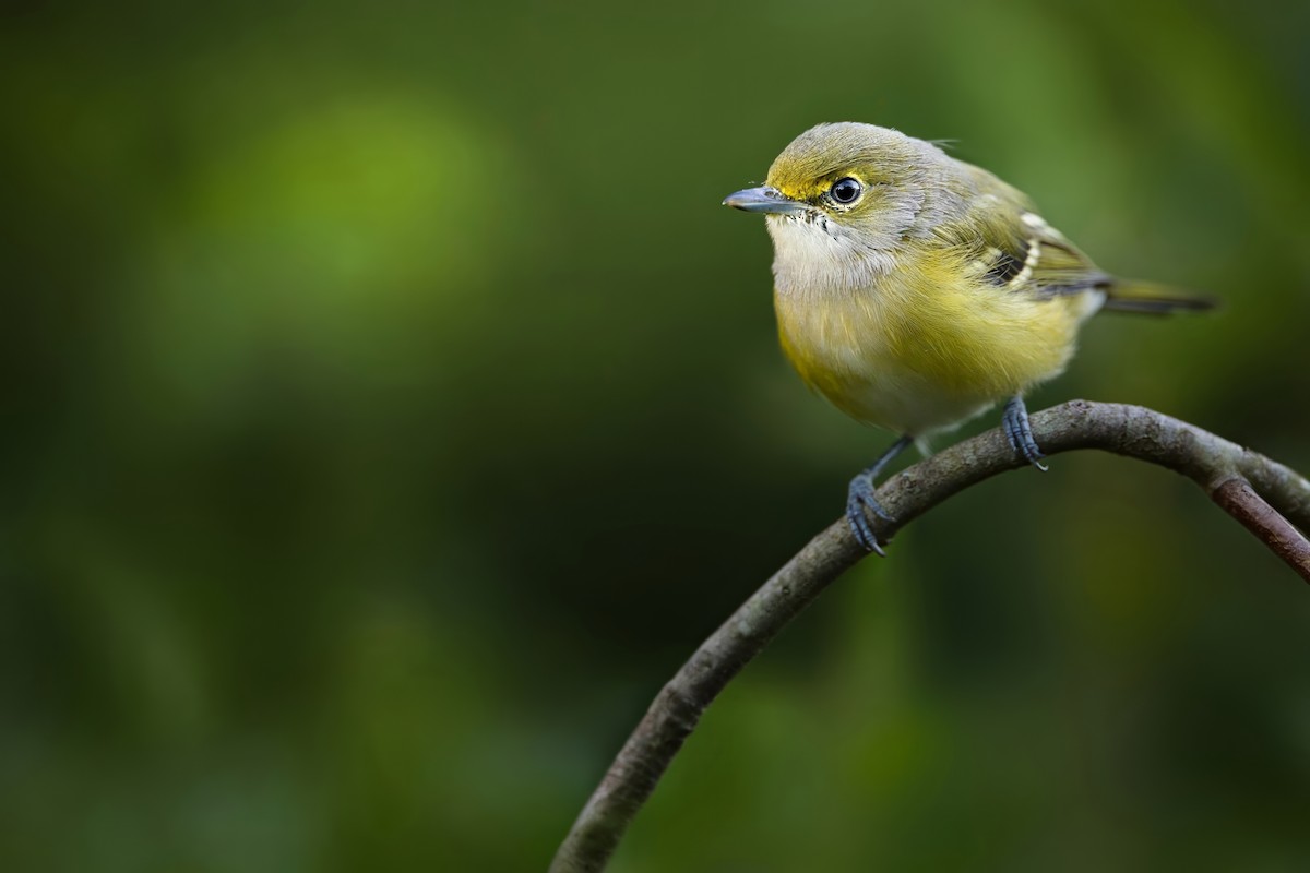 White-eyed Vireo - ML641298058