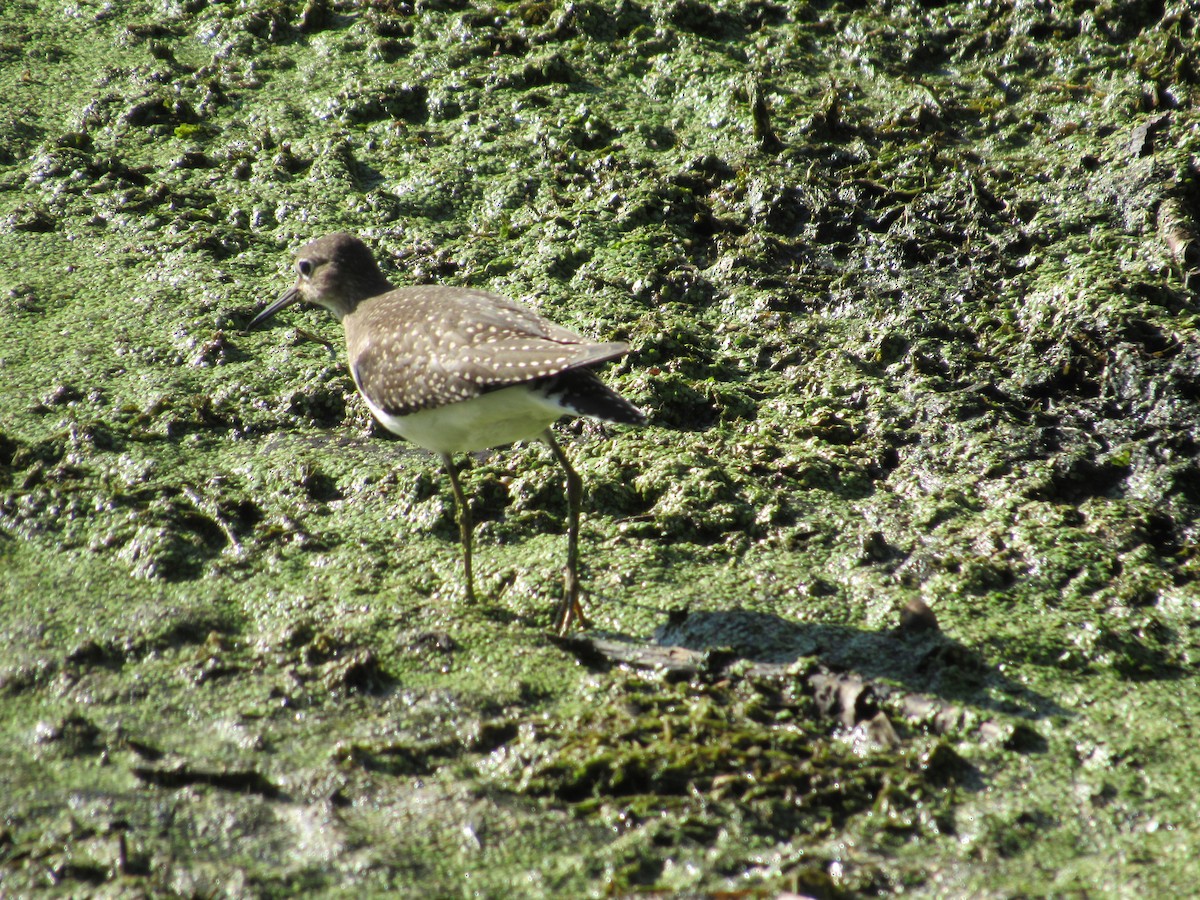 Solitary Sandpiper - ML641298067