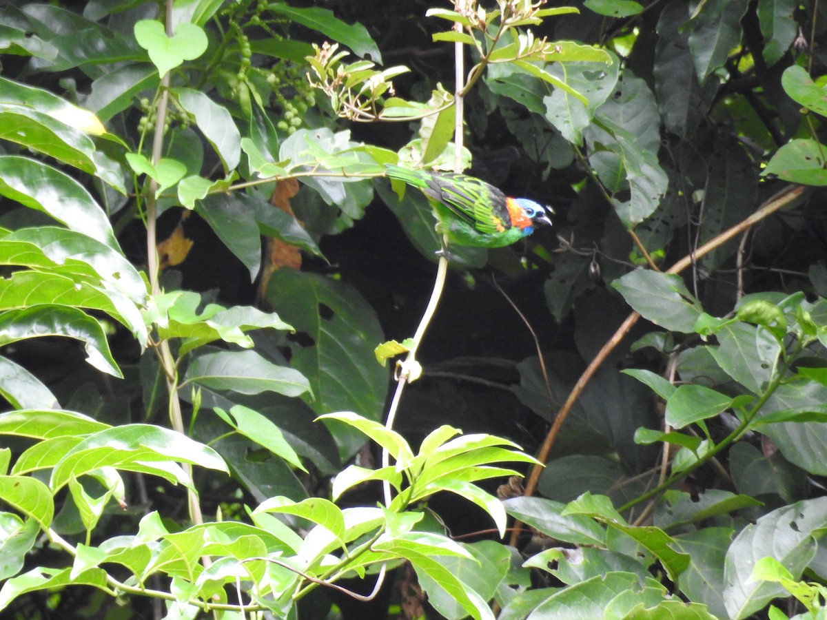 Blaukappentangare - ML641298068