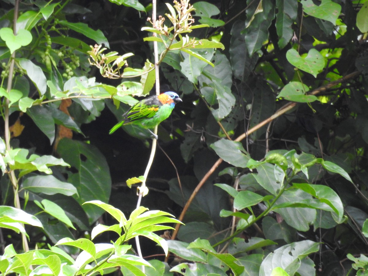 Blaukappentangare - ML641298069