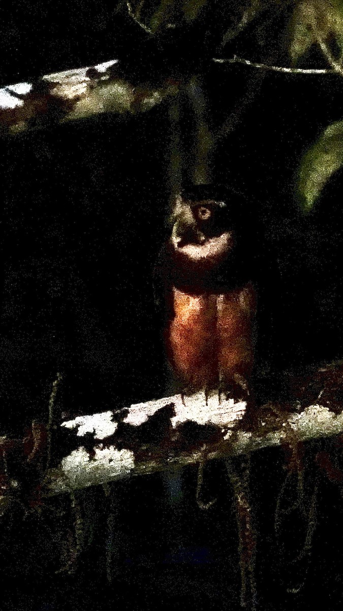 Spectacled Owl - ML641298078