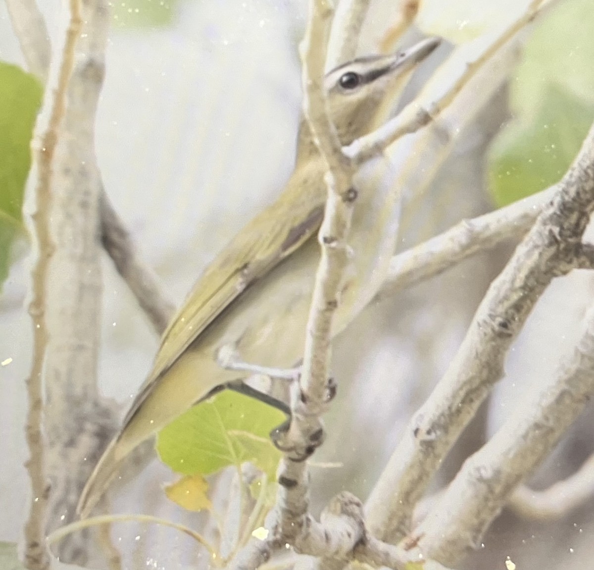 Red-eyed Vireo - ML641298100