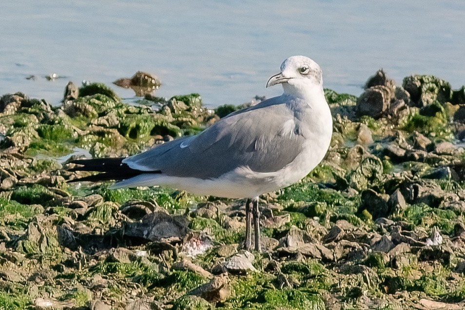 Aztekenmöwe - ML641298132