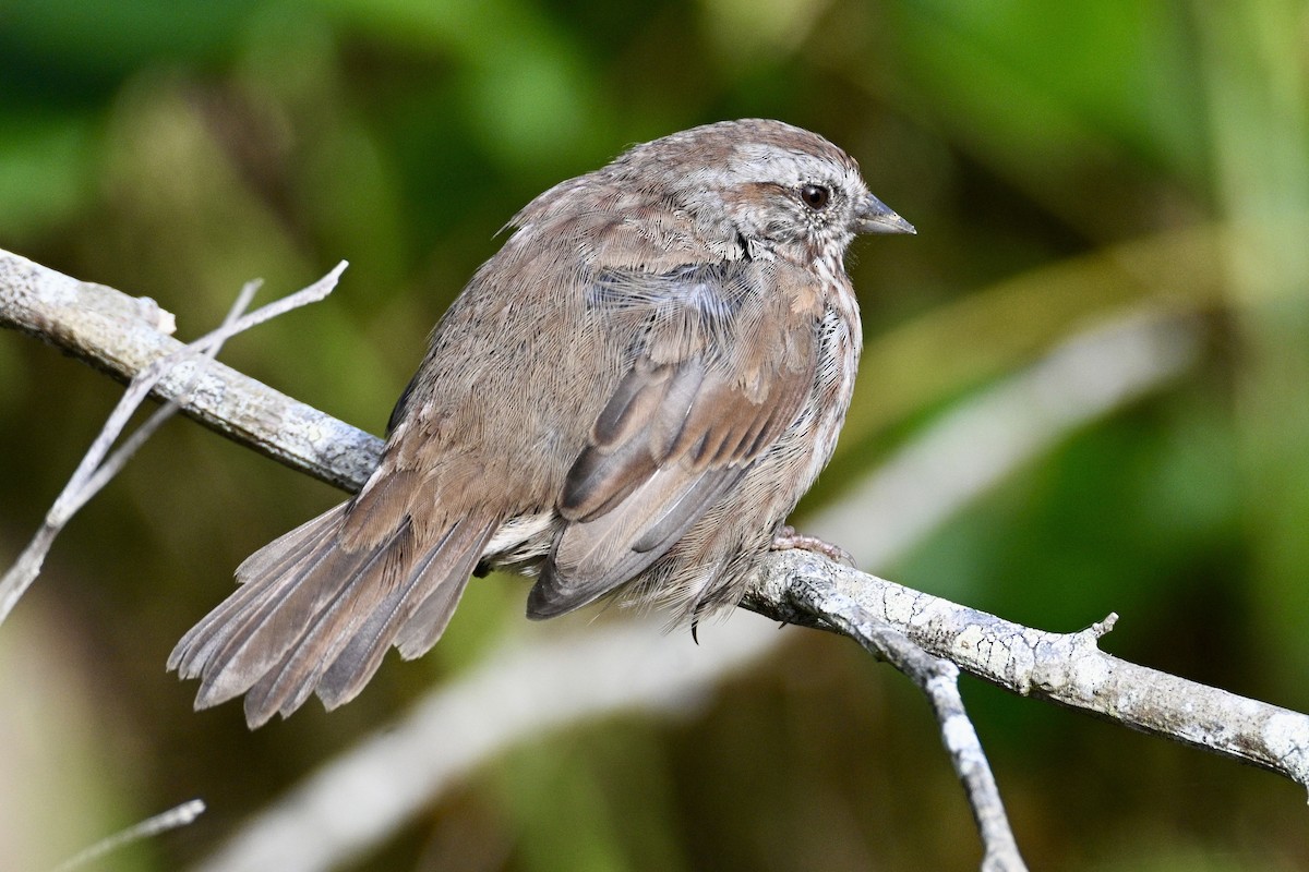 Song Sparrow - ML641298137
