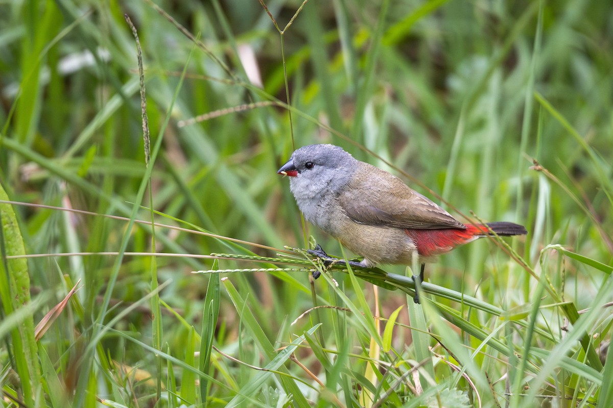 Yellow-bellied Waxbill - ML641298175