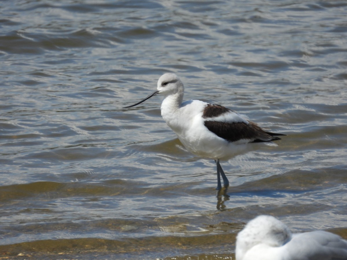 American Avocet - ML641298192