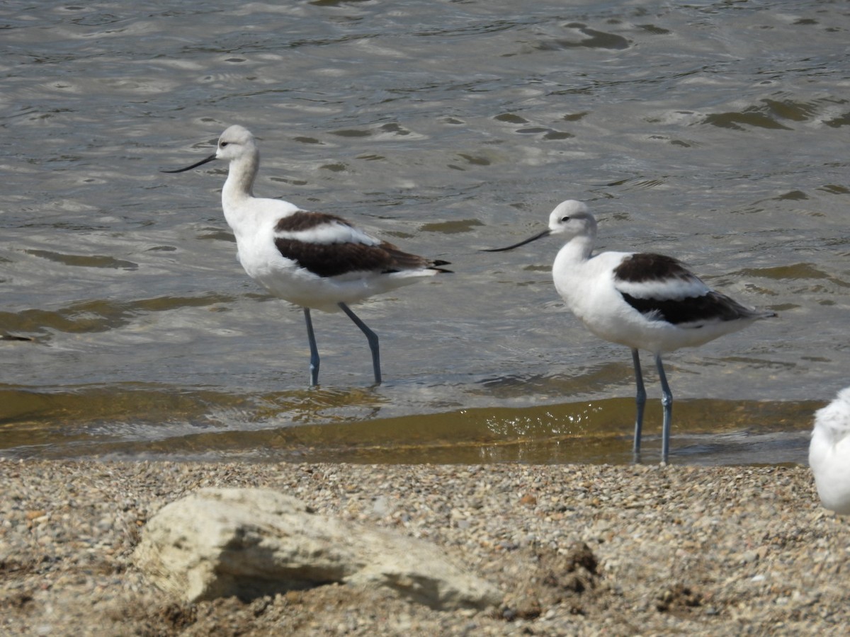 American Avocet - ML641298193