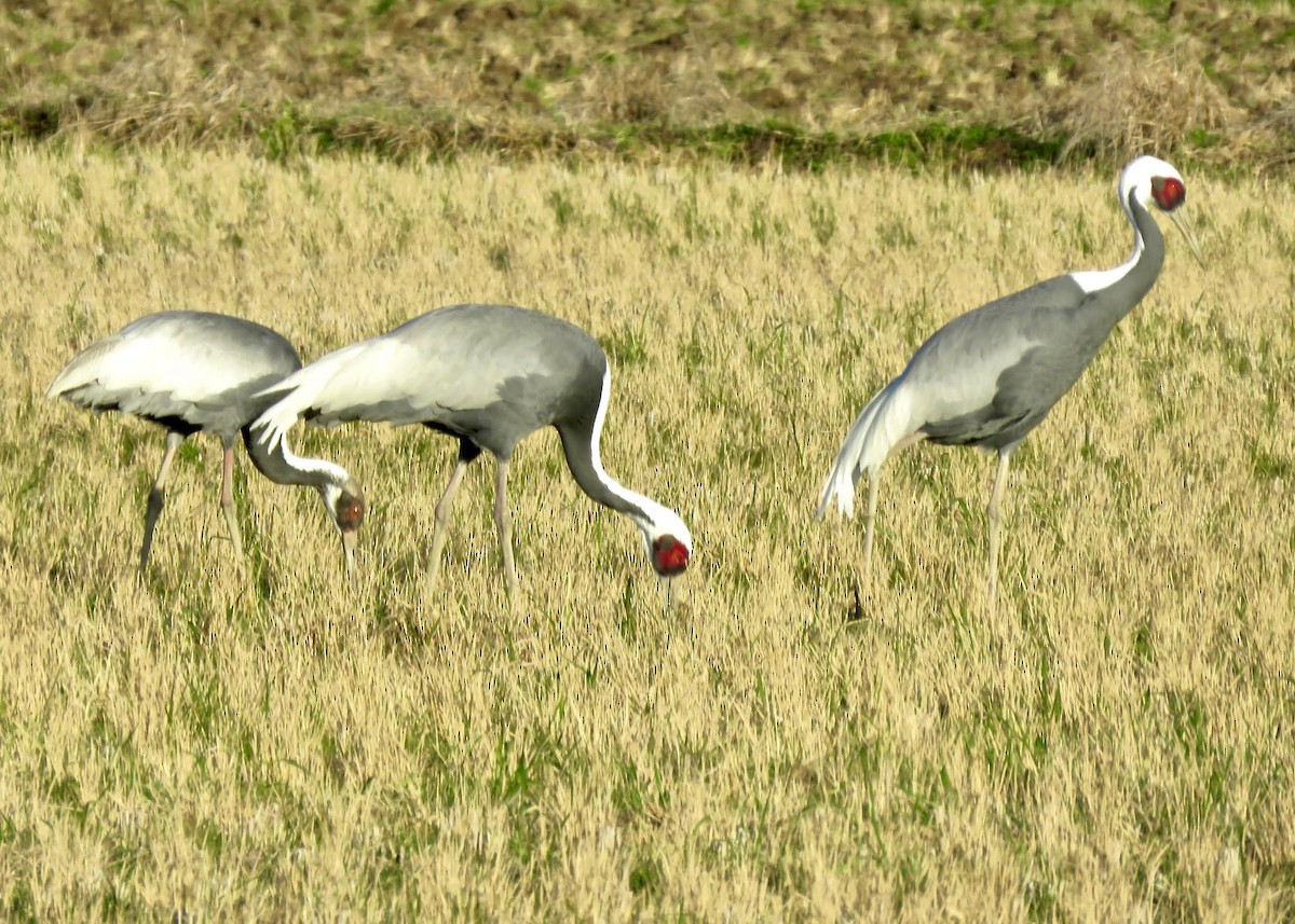 Weißnackenkranich - ML641298292