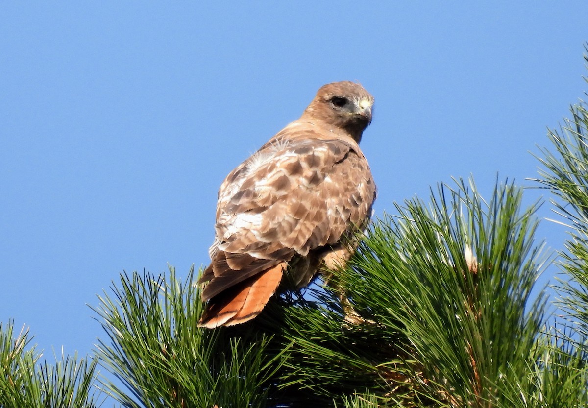 káně rudochvostá - ML641298336