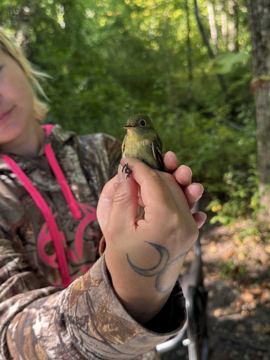 Yellow-bellied Flycatcher - ML641298356
