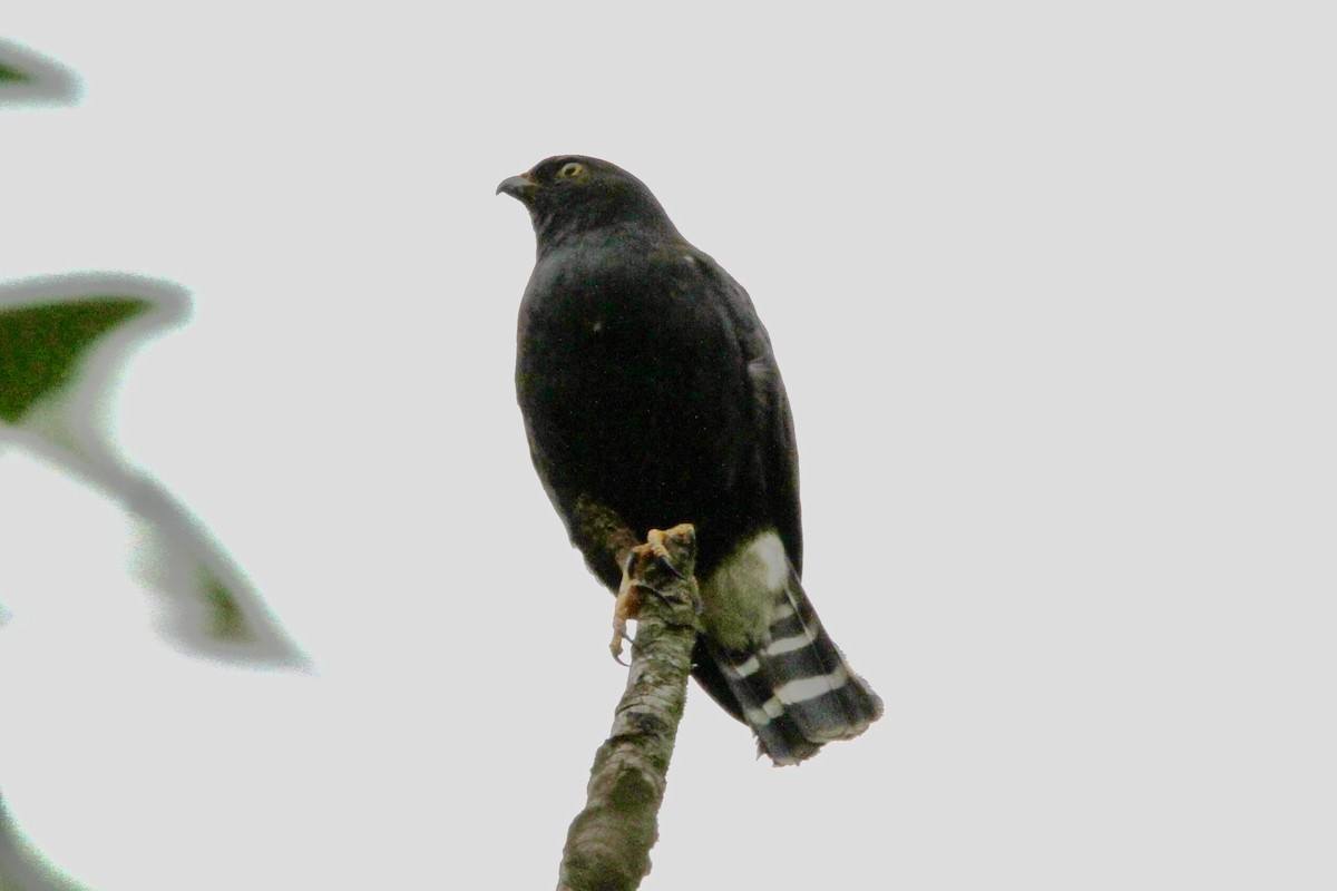 White-rumped Hawk - ML641298358