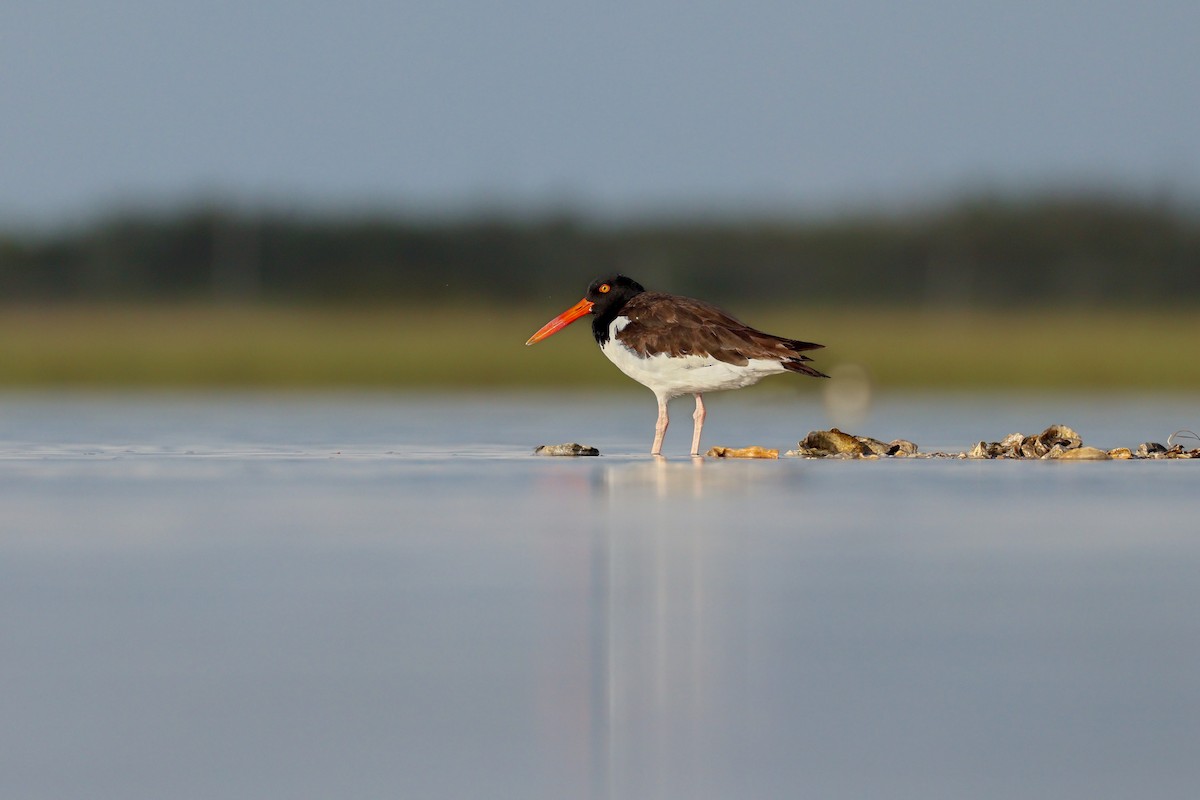 American Oystercatcher - ML641298361