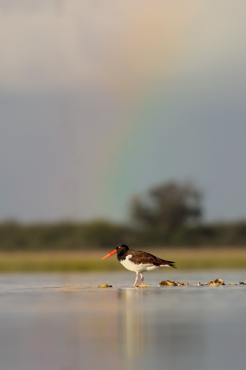 American Oystercatcher - ML641298362