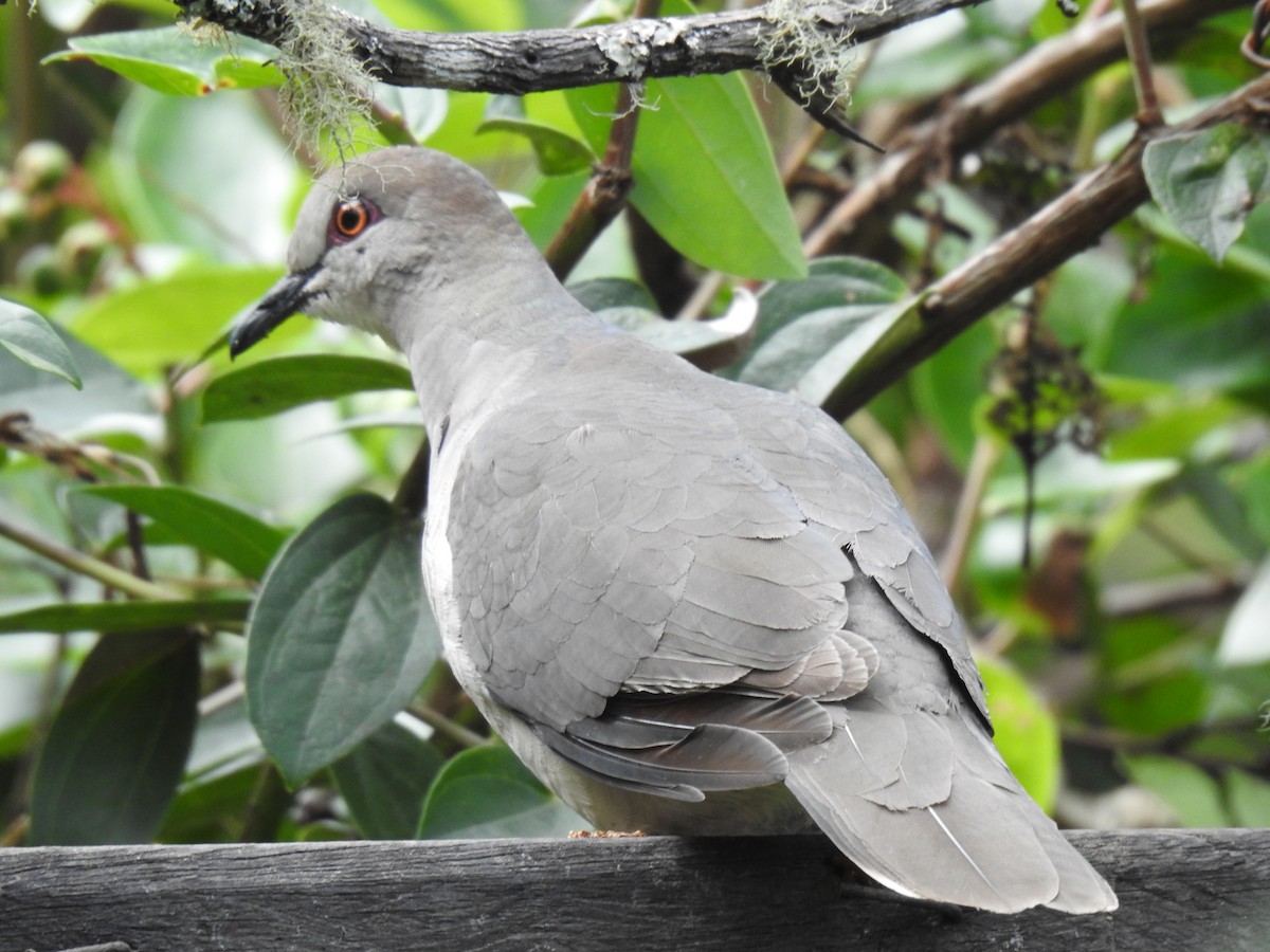 White-tipped Dove - ML641298377