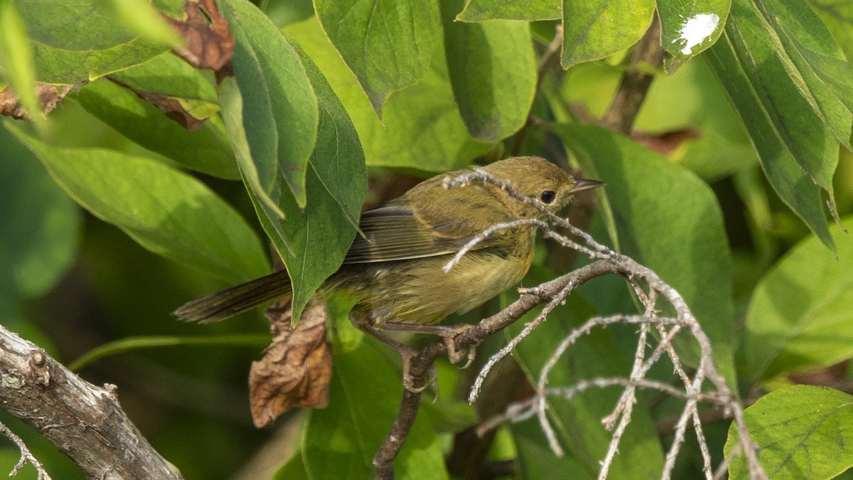 Common Yellowthroat - ML641298384