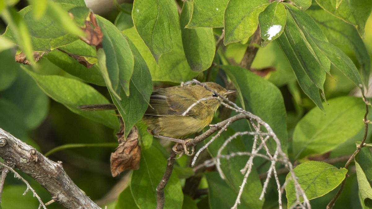 Common Yellowthroat - ML641298386
