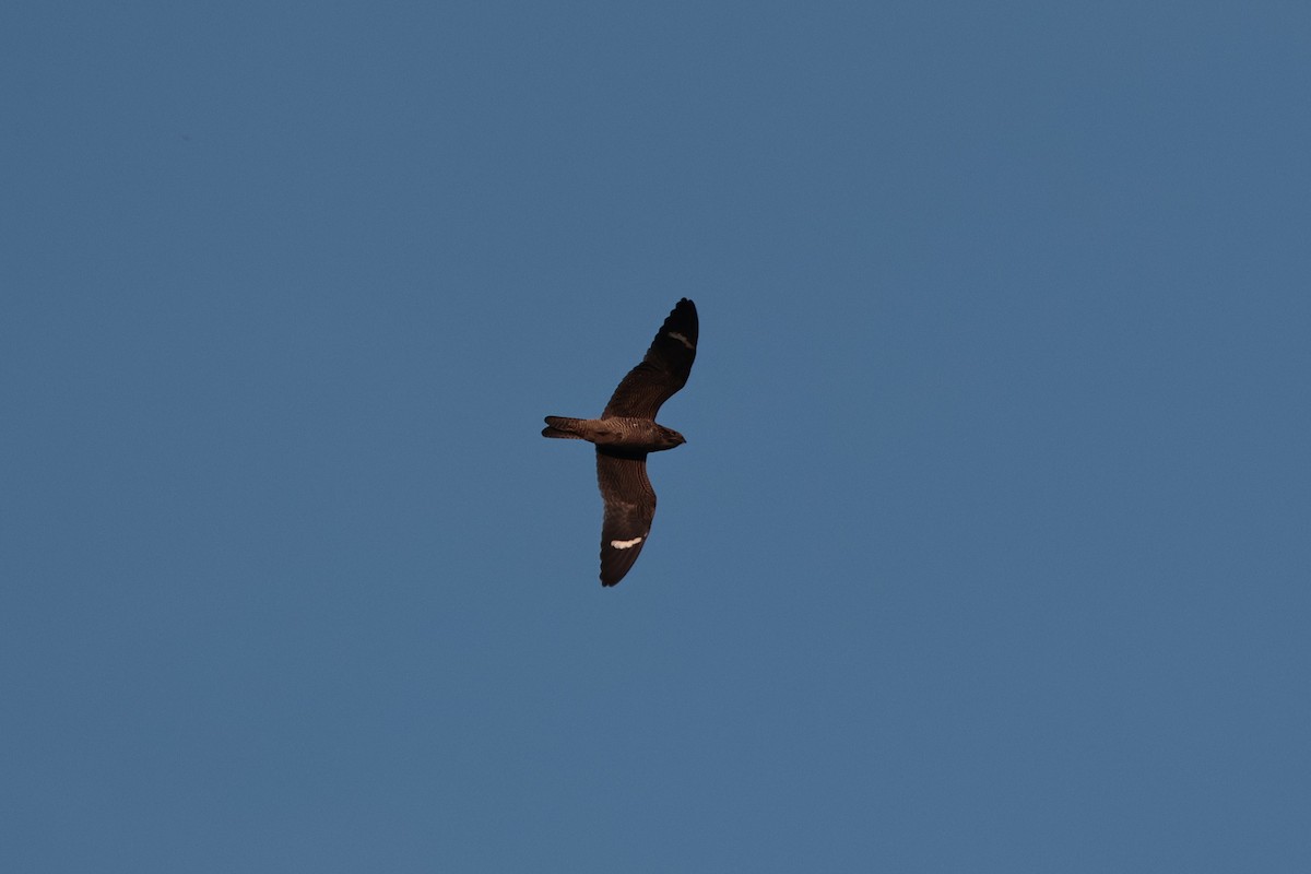 Common Nighthawk - ML641298390