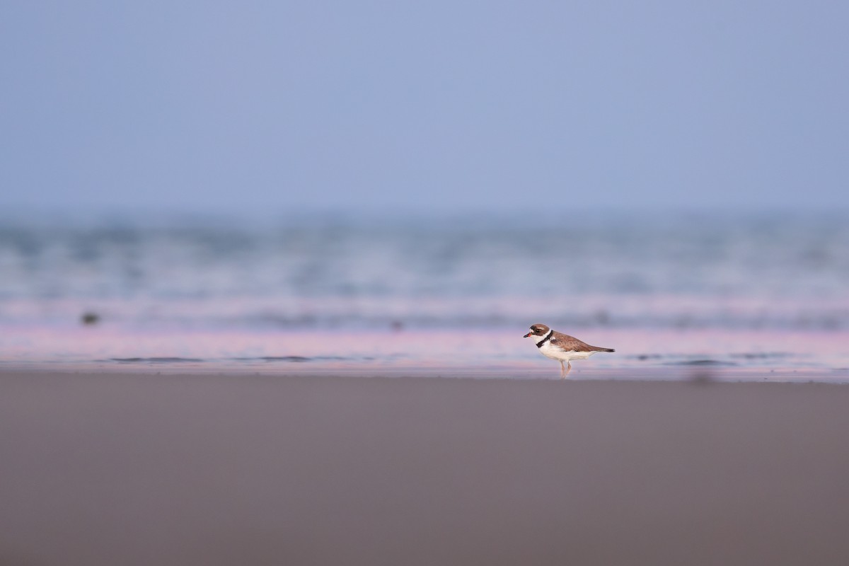 Semipalmated Plover - ML641298392