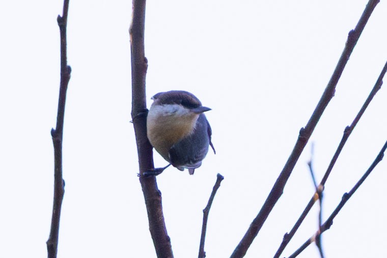 Brown-headed Nuthatch - ML641298395
