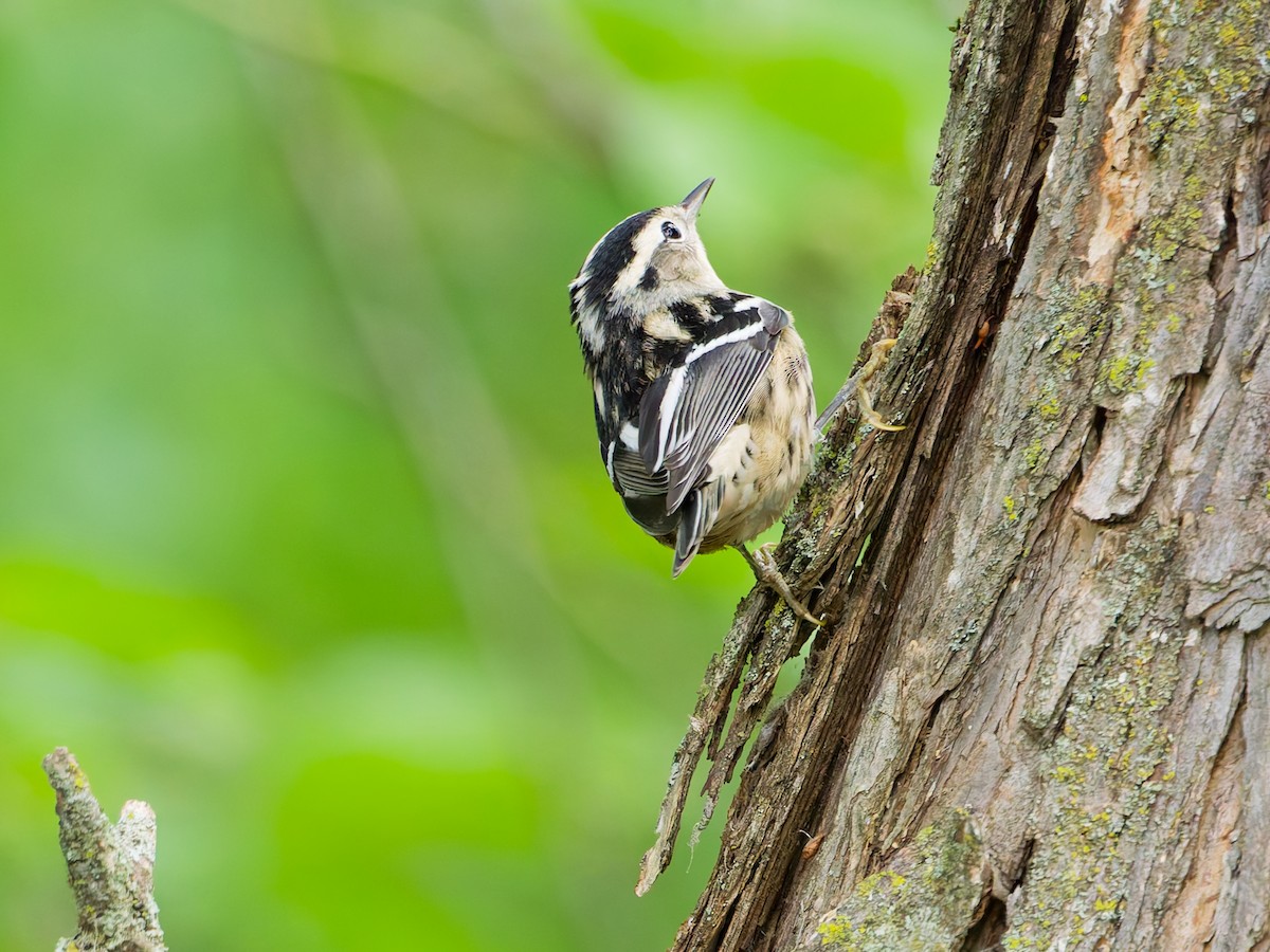 Black-and-white Warbler - ML641298397