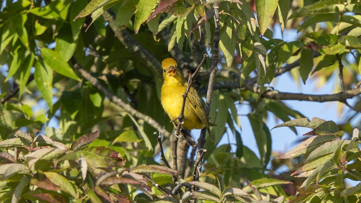 Summer Tanager - ML641298400