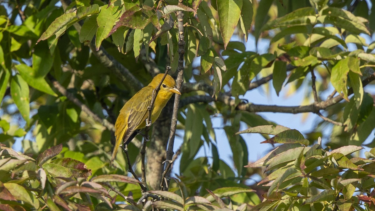 Summer Tanager - ML641298402