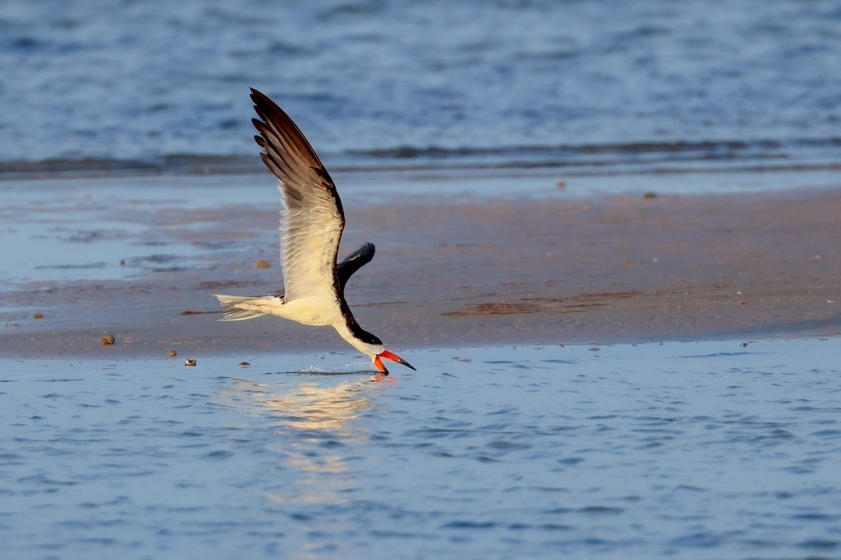 Black Skimmer - ML641298405