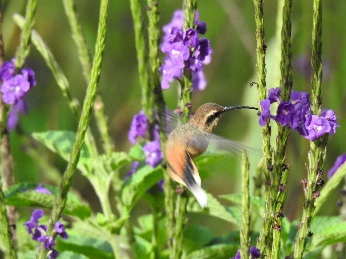 Gray-chinned Hermit - ML641298406