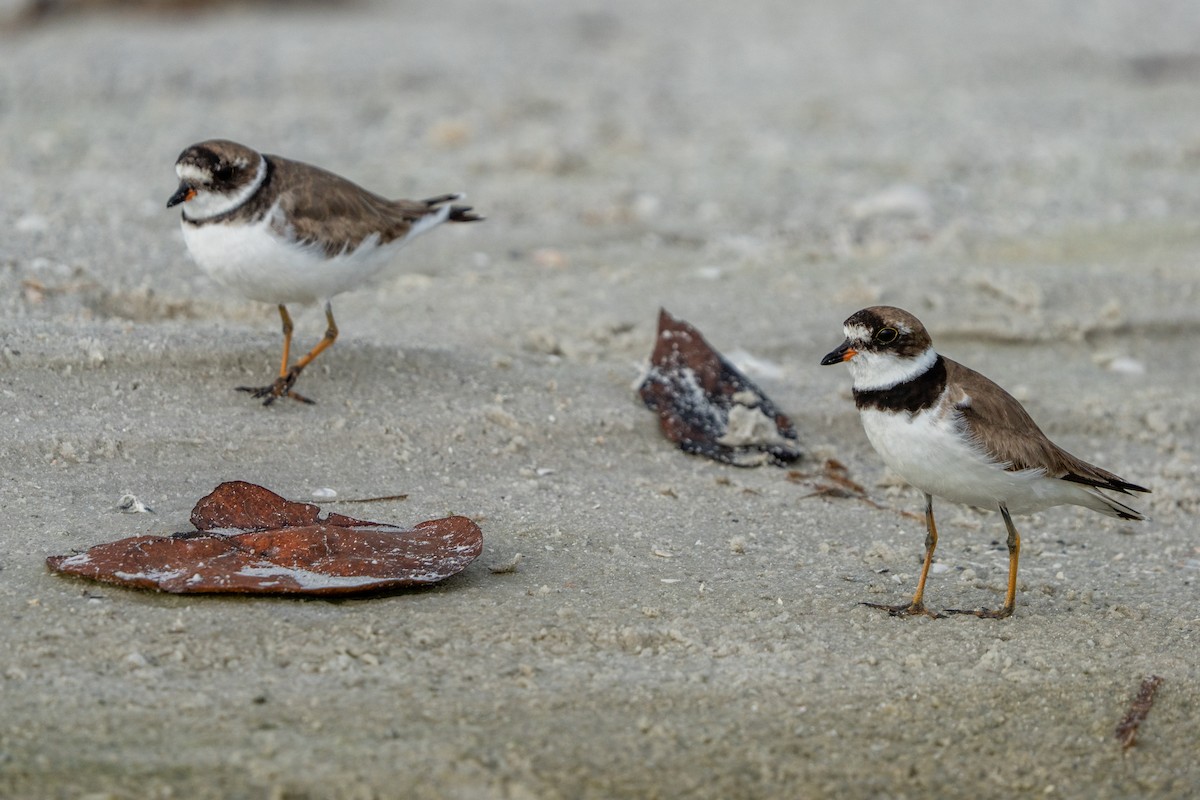 Semipalmated Plover - ML641298407