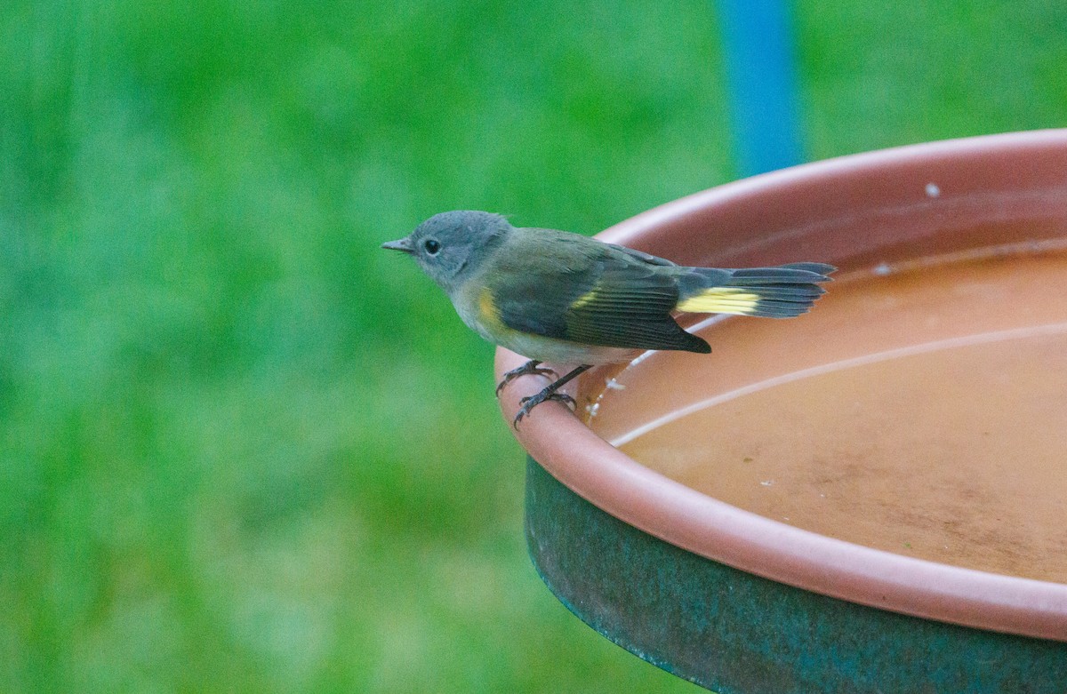 American Redstart - ML641298408