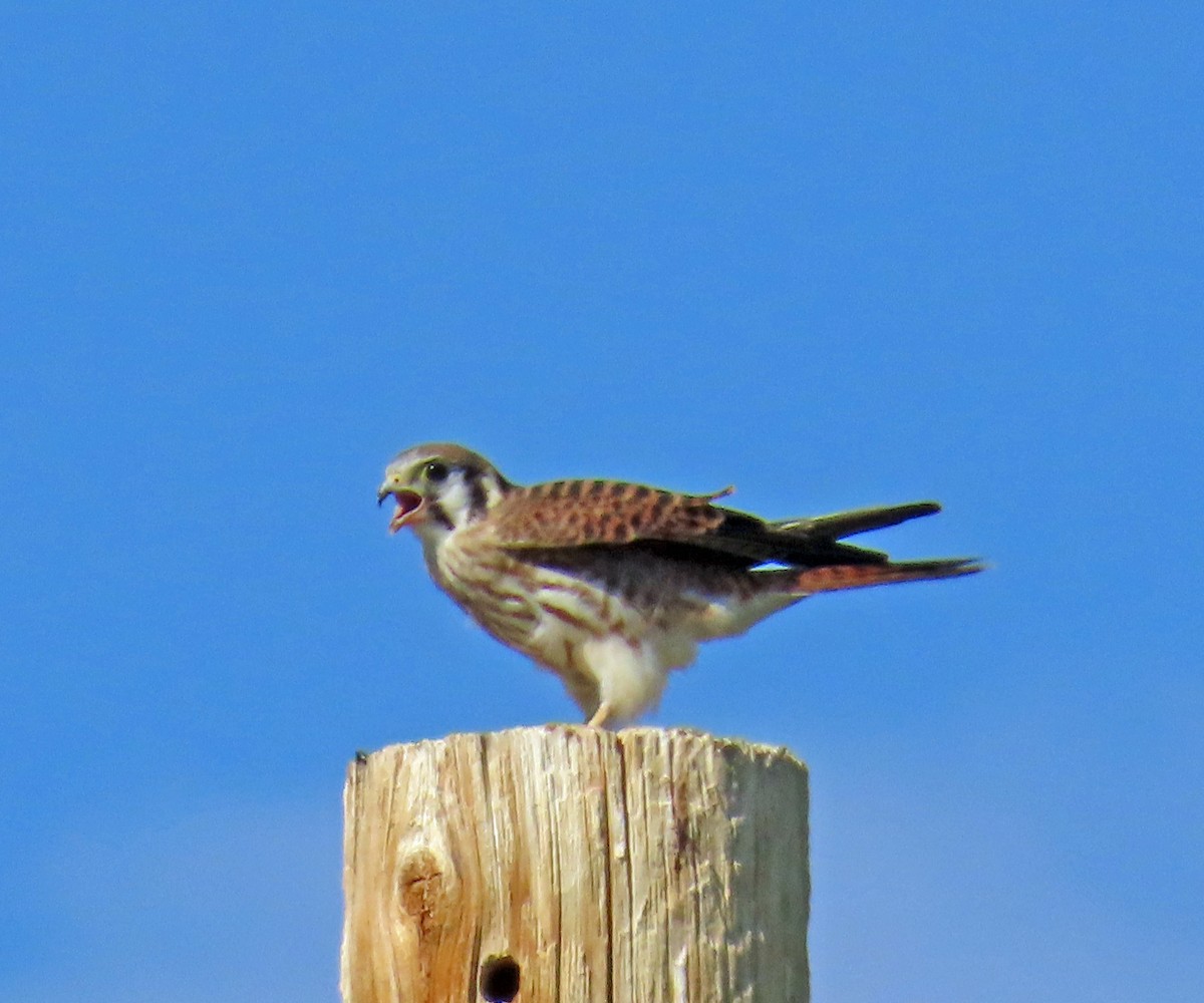 American Kestrel - ML641298410