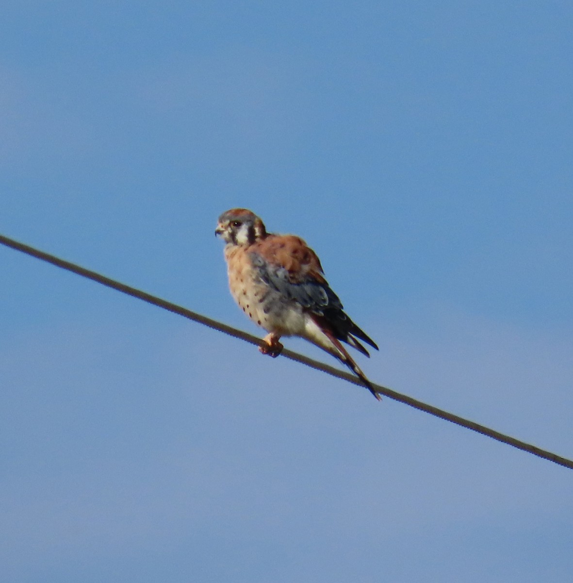 American Kestrel - ML641298411