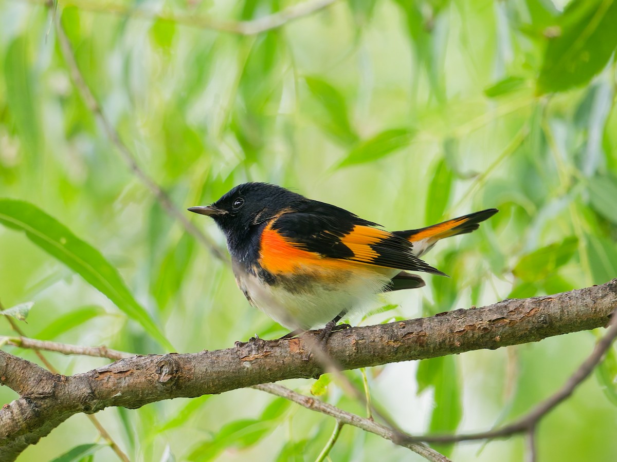 American Redstart - ML641298412