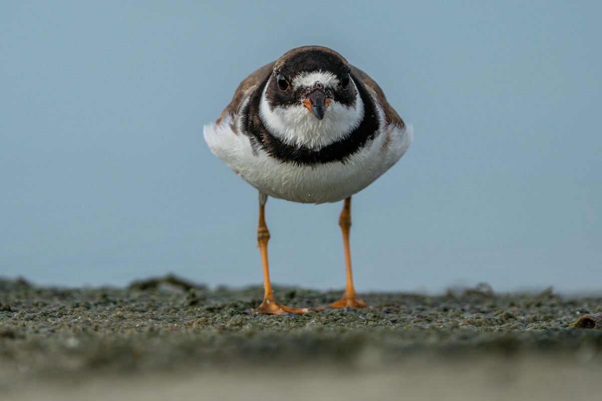 Semipalmated Plover - ML641298414