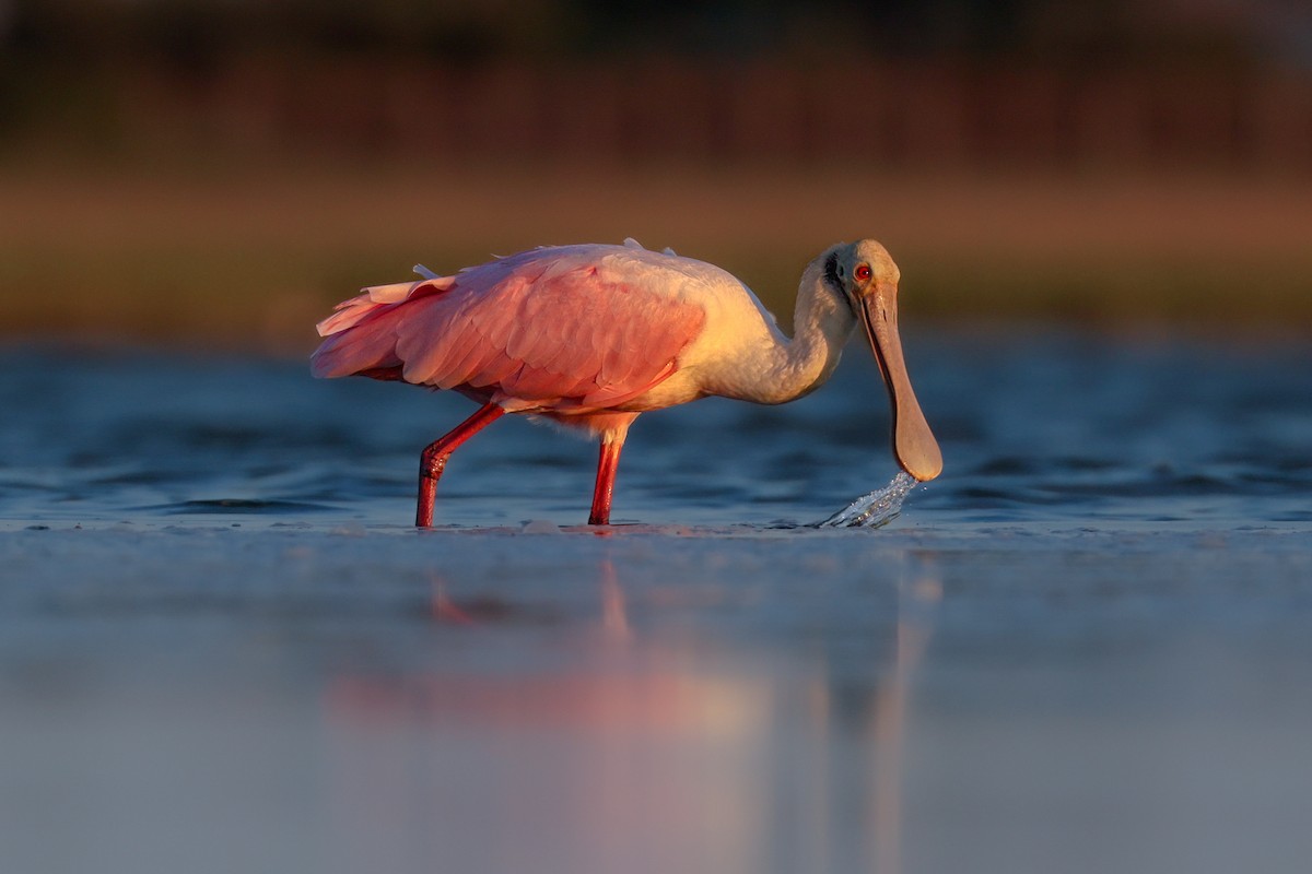Roseate Spoonbill - ML641298417
