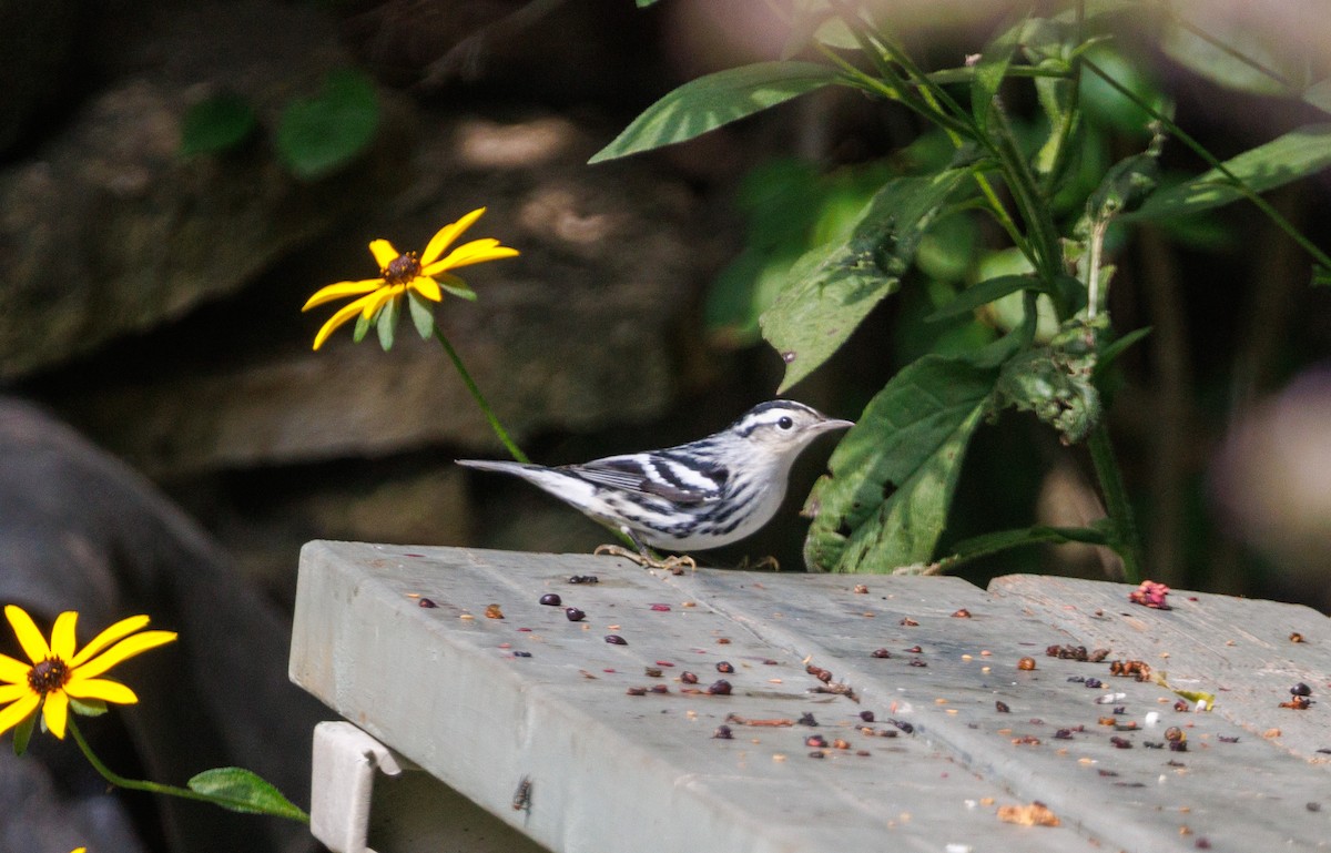 Black-and-white Warbler - ML641298418
