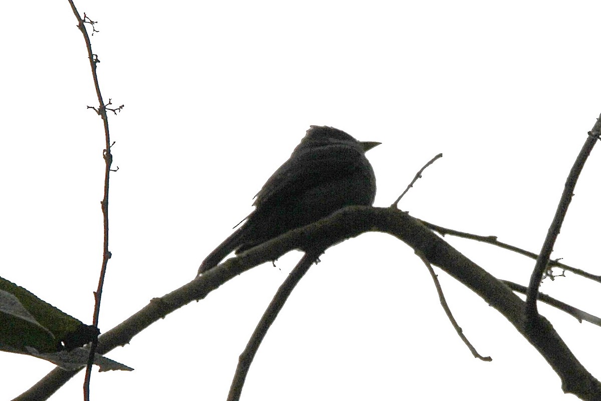 Smoke-colored Pewee - ML641298419