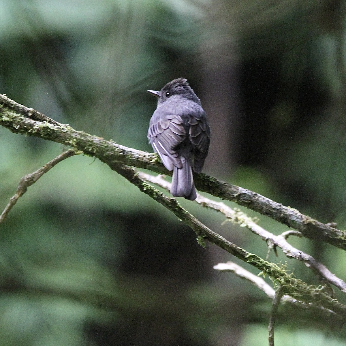 Smoke-colored Pewee - ML641298420