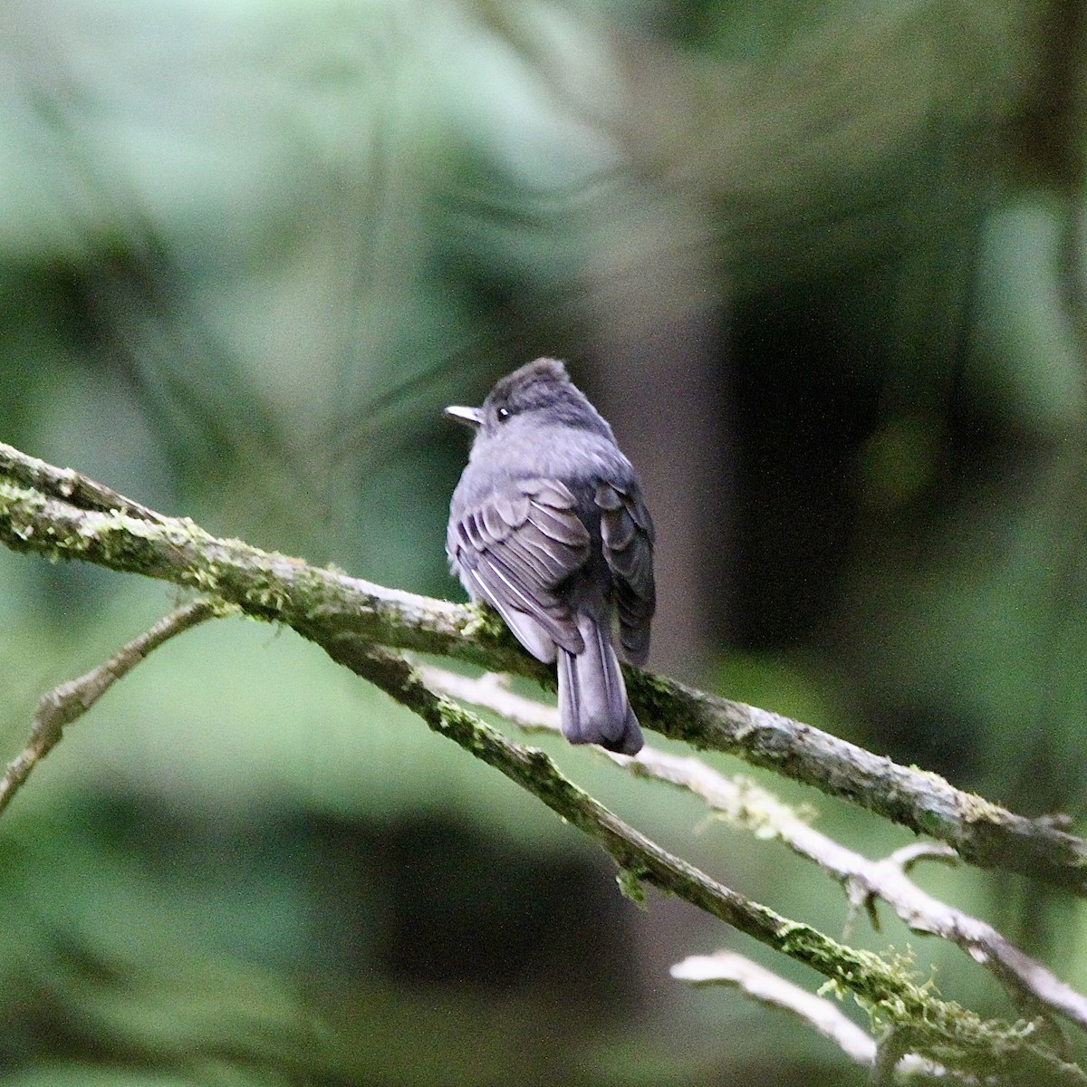 Smoke-colored Pewee - ML641298421