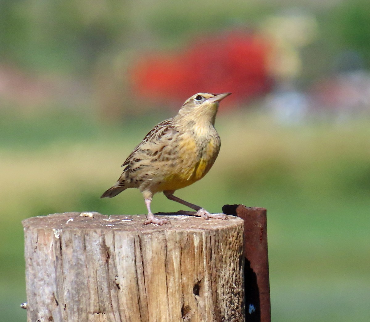 Western Meadowlark - ML641298422