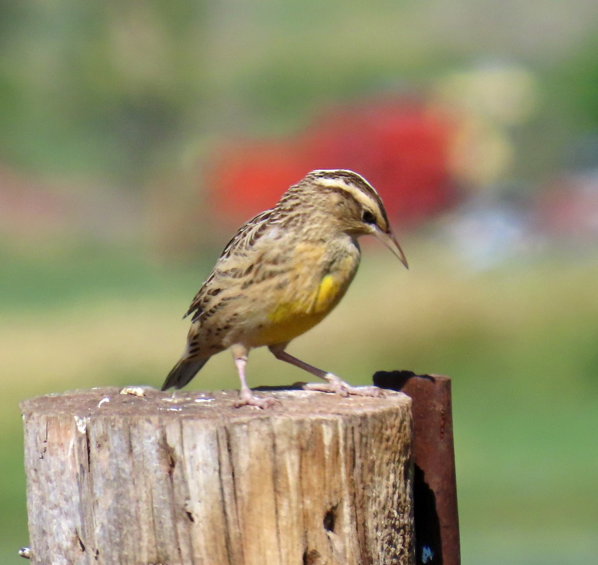 Western Meadowlark - ML641298423