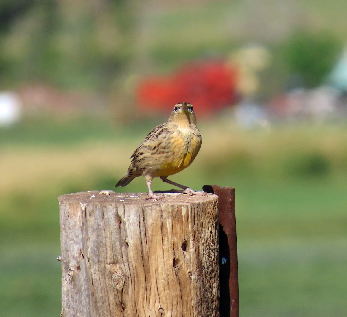 Western Meadowlark - ML641298424